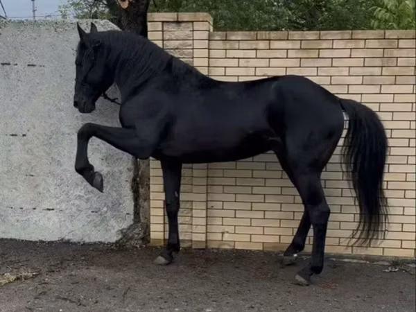 Ат, Карачаев ат