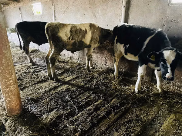 Bou, Bovine — Republica Moldova
