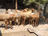 Qoyun, Baerchuke sheep — foto 2