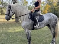 Hengst, Andalusian horse — Foto 1