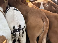 Rinder (Partie, Geschlecht nicht angegeben), Simmental cattle — Foto 2