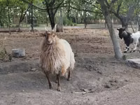نعجة, Racka sheep — الصورة 4