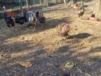 Danish hen — 5-rasm