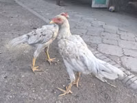 Shamo chickens — foto 1