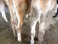 Vaca, Ganado vacuno — foto 3