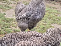 Slowenische Gestreifte Henne — Foto 7
