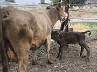 بقرة, Simmental cattle — الصورة 1