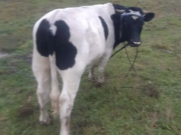 Bull, Russian Black pied cattle