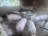 母猪, Pigs — 照片 4