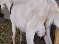 公山羊, Saanen goat — 照片 2