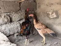 Chickens — الصورة 1