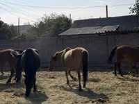 Jument, Chevaux — photo 3