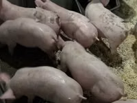 Schweine (Partie, Geschlecht nicht angegeben) — Foto 4