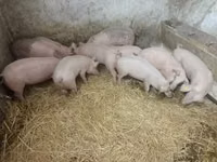Säue — Foto 4