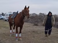 Hengst, Karabakh horse — Foto 2