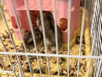 Hamster qefesi ve apilkasi ile bir yerde verirem 1 eded erkek 2 eded — foto 4