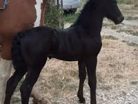 حصان, Friesian — الصورة 2