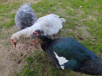 Guinea fowl — फ़ोटो 4