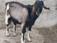 Țap, Nubian Goat — foto 1