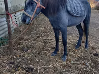 At, Kazakh horse — foto 1