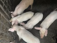 नर सूअर — फ़ोटो 1