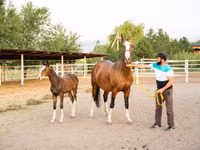 Iapă, Akhal-Teke — foto 1