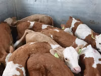 Toro, Simmental cattle — foto 1
