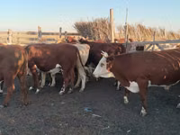 Bou, Simmental cattle — foto 2