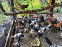 Dutch Bantam — photo 3