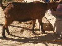 Ziegenbock, Alpine goat — Foto 1