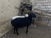 绵羊（批次，未指定性别）, Sheep — 照片 2
