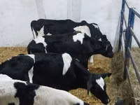 Buqa, Russian Black pied cattle — 2-rasm