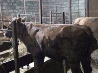 Buğa, Mal-qara — foto 4