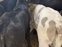 牛只（批次，未指定性别）, Simmental cattle — 照片 7