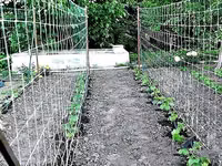 Plasa pentru castraveți.Сетка огуречная. — 照片 2