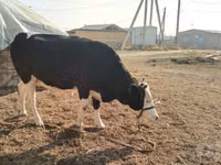 Vacă, Simmental cattle — foto 3