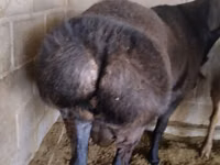 Berbec, Rambouillet sheep — foto 1
