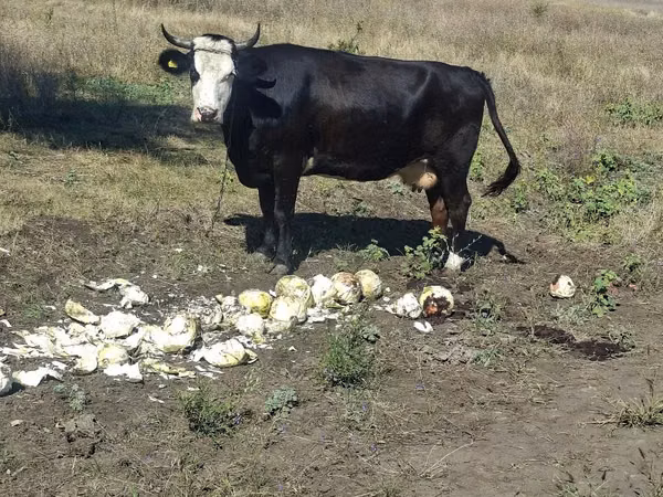 Vacă, Bovine