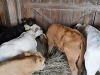 Cattle (batch, sex not specified), Cattle — photo 1