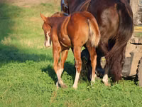Cheval, Alter Real — photo 3