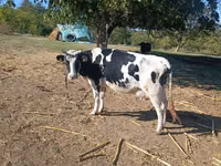 Kuh, Russian Black pied cattle — Foto 1