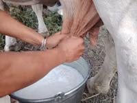 بقرة, الماشية — الصورة 3