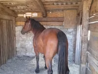 Jument, Međimurje horse — photo 5