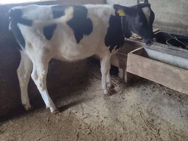 Vaca, Russian Black pied cattle