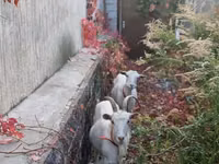 Cabra, Cabras — foto 6