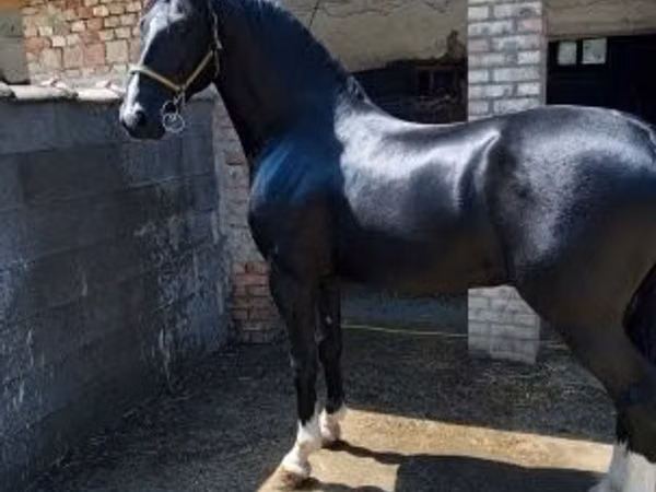 Horse (M), Dutch warmblood horse