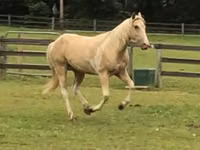 Cal, Racking Horse — foto 3