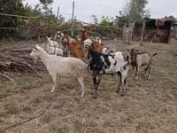 Ziegenbock, Nubian Goat — Foto 5