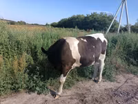 Bulle, Simmental cattle — Foto 2
