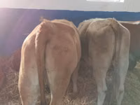 牛只（批次，未指定性别）, Simmental cattle — 照片 3